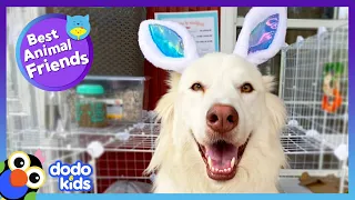 Fluffy Dog Loves Taking Care of His Bunny Sister! | Dodo Kids | Best Animal Friends