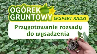 Przygotowanie rozsady ogórka gruntowego do wysadzenia - Piotr Borczyński