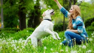 [how to train your dog to roll over] - how to teach your dog to roll over on command