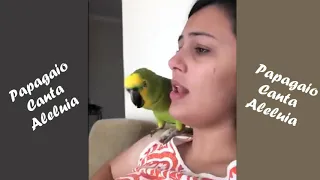 Papagaio Canta Aleluia - Muito Lindo
