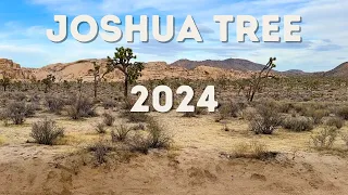 Joshua Tree 2024: Tips To Make Your Visit More Fun