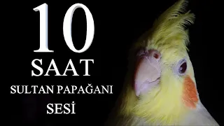 Sultan Papağanı Sesi Ötüşü 10 SAAT