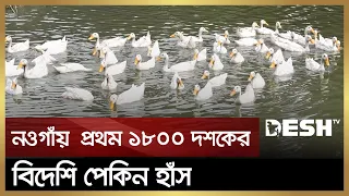 নওগাঁয় প্রথম বিদেশি জাতের পেকিন হাঁস | Pekin Duck | Naogaon News | Desh TV