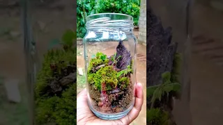 Make your own rainforest in a jar..😮🥰 Miniature Terrarium #shorts #terrarium #trendingshorts  #craft