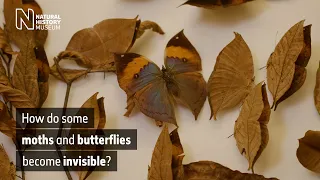 How do some moths and butterflies become invisible?  | Natural History Museum