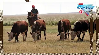 В Павлодарской области сельчане потребовали «вернуть государству пастбища, переданные в частные руки