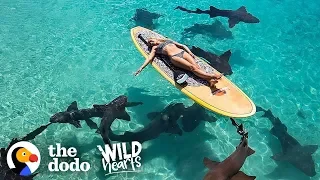 Watch This Marine Biologist Swim With Sharks | The Dodo Wild Hearts