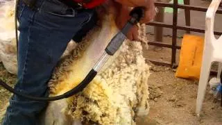 New Mexico county fair sheep shearing. part 1