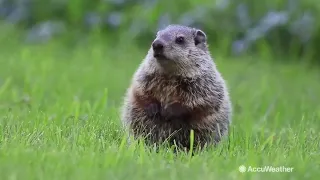 Other weather-predicting groundhogs that aren’t Punxsutawney Phil