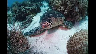 Beautiful dives in Philippines