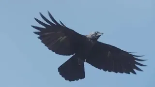 Crow Flying Against Sky Stock Video