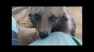 夢見ヶ崎動物公園　～ゲンマイざんまい～