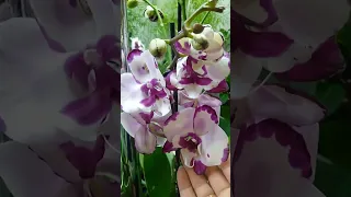 Орхидеи купить в Симферополе