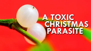 The Explosive, Poisonous, Parasitic Truth About Mistletoe