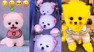 Tik Tok Chó Phốc Sóc Mini 😍 Funny and Cute Pomeranian #174