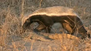 SafariLive July 18- Honey badger walking around with a dead crocodile!
