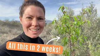 Off Grid Homestead Orchard Update & Nursery Makeover | Restoring Abandoned Land