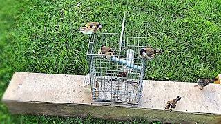 Beautiful goldfinch Got Caught with Strong Metal Cage Trap!Watch How That Happened #goldfinch #trap