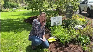 Golden Zizia - Maryland Native Plant