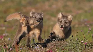 Arctic fox den