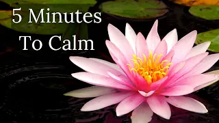 5 Minute Meditation Anyone Can Do Anywhere  | Re-Centre & Clear Your Mind [Meditation For Beginners]