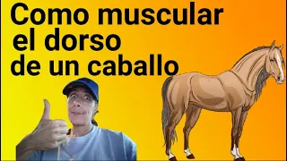 Ejercicios para fortalecer / muscular el dorso del caballo pie al suelo y montado