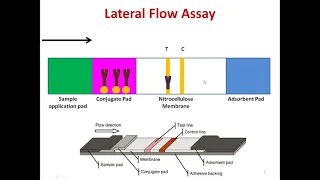 Lateral Flow Assay