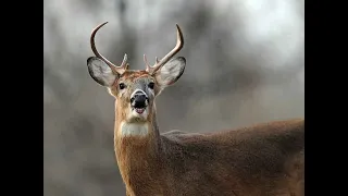 OH DEER