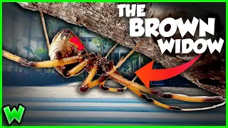 This VENOMOUS Spider is Taking Over America... Is it in YOUR YARD? ft. @CoolCrittersYT