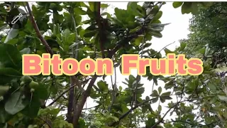 Bitoon Fruits #shortvedio