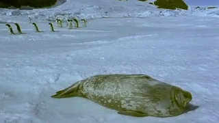 Springtime for the Weddell Seals