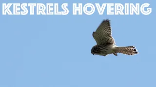 Kestrels Hovering As They Hunt For Prey