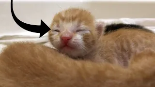 Newborn Kitten opens her eyes for the first time! -- Day 5 Adorable Kitten Journey