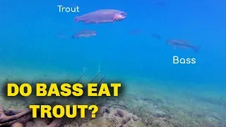 DO Bass eat Rainbow Trout? [Swim Bait Fishing]