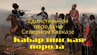 Адыгэш - Черкесская лошадь "Кабардинская порода",Единственная порода на Северном Кавказе.