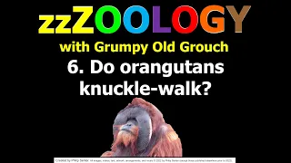 Do orangutans knuckle-walk? (zzzoology 6 with Grumpy Old Grouch)