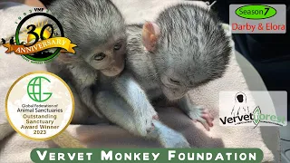 "Meet Darby & Elora, Two Brave Orphan Monkeys' Incredible Journeys to Freedom!"