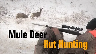 Hunting the Mule Deer Rut - OTC Trophy Buck!