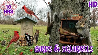 🐦Birds & Squirrels 🐿️10 hours- Uninterrupted | Cat & Dog TV 🐈🐕📺and Background Ambience for Work 💻