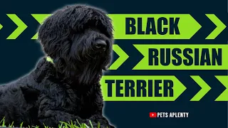 The Black Russian Terrier Dog Breed | Black Russian Terrier Temperament | Grooming