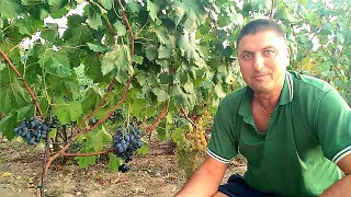 Starting a grape vine, (grape plant care). Grape harvest in the second year after planting.