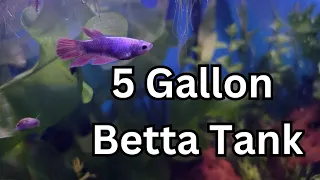 5 Gallon Betta Tank Setup