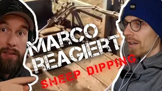 Marco reagiert auf Sheep Dipping Video von Robert Marc Lehmann - Mission Erde | Nordwolle Rügen