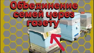 Объединение слабых семей перед медосбором.- Как объединить семьи через газету.