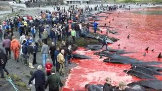 Кровавая традиция Фарерских островов.