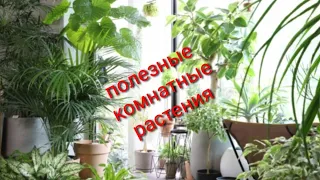 КОМНАТНЫЕ РАСТЕНИЯ КОТОРЫЕ ОЧИЩАЮТ ВОЗДУХ!