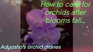 How to care for orchids after the blooms fall.(spikes to cut or keep)