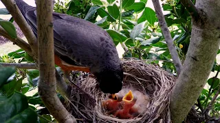 Want more birds in your backyard? Plant these native trees.