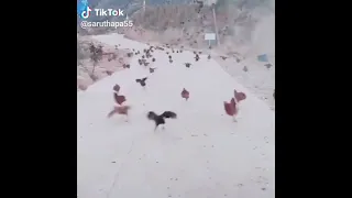 Herding Chickens