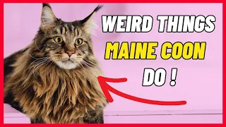 10 Weird Things Only Maine Coon Do
